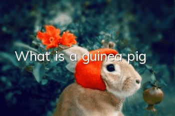 What is a guinea pig?