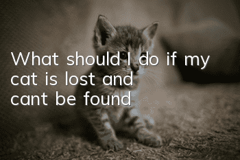 What should I do if my cat is lost and can’t be found?