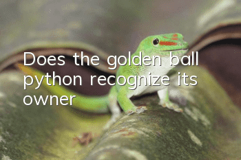 Does the golden ball python recognize its owner?