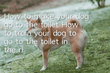How to make your dog go to the toilet? How to train your dog to go to the toilet in the right place!