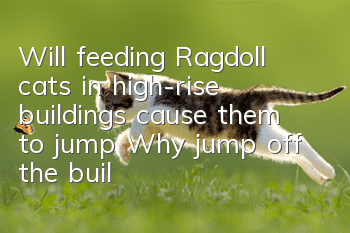 Will feeding Ragdoll cats in high-rise buildings cause them to jump? Why jump off the building?