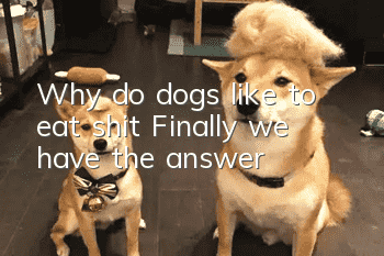 Why do dogs like to eat shit? Finally we have the answer!