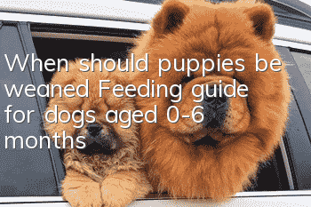 When should puppies be weaned? Feeding guide for dogs aged 0-6 months!
