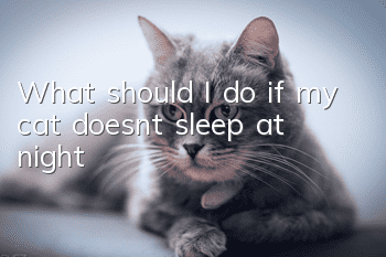 What should I do if my cat doesn’t sleep at night?