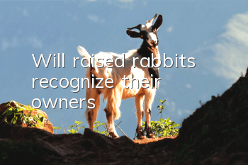 Will raised rabbits recognize their owners?