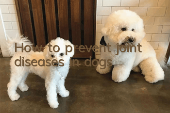 How to prevent joint diseases in dogs