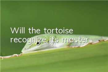 Will the tortoise recognize its master?