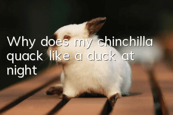 Why does my chinchilla quack like a duck at night?