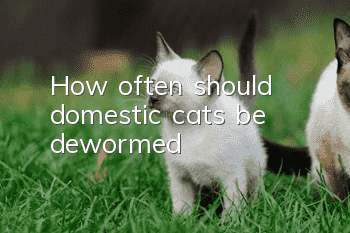 How often should domestic cats be dewormed?