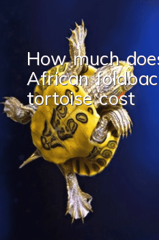 How much does an African foldback tortoise cost?