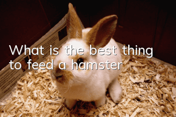 What is the best thing to feed a hamster?