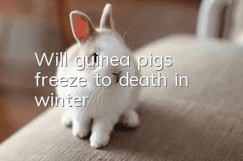Will guinea pigs freeze to death in winter?