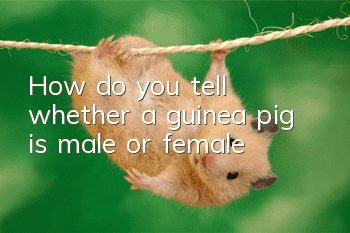 How do you tell whether a guinea pig is male or female?