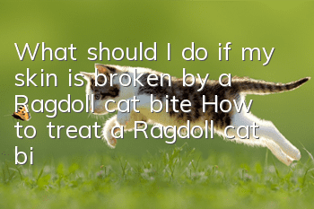 What should I do if my skin is broken by a Ragdoll cat bite? How to treat a Ragdoll cat bite!