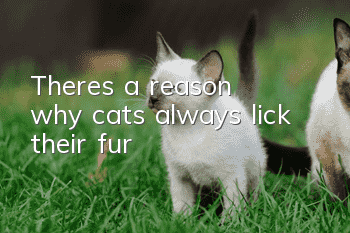 There's a reason why cats always lick their fur