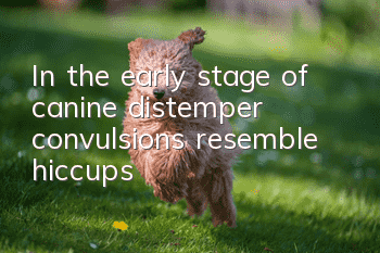 In the early stage of canine distemper, convulsions resemble hiccups