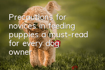 Precautions for novices in feeding puppies, a must-read for every dog owner!