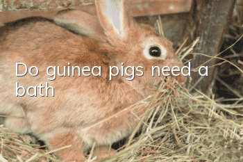Do guinea pigs need a bath?