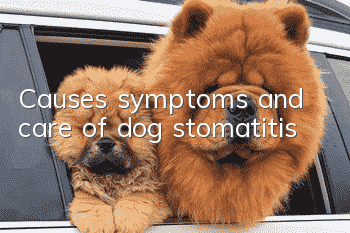 Causes, symptoms and care of dog stomatitis