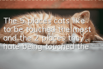 The 5 places cats like to be touched the most and the 2 places they hate being touched the most