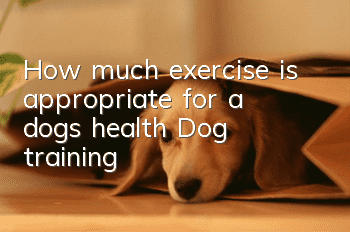 How much exercise is appropriate for a dog’s health? Dog training!