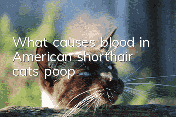 What causes blood in American shorthair cats' poop?