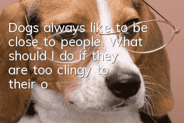 Dogs always like to be close to people. What should I do if they are too clingy to their owners?