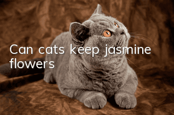 Can cats keep jasmine flowers?
