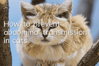How to prevent abdominal transmission in cats