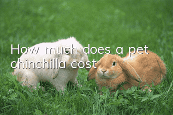 How much does a pet chinchilla cost?
