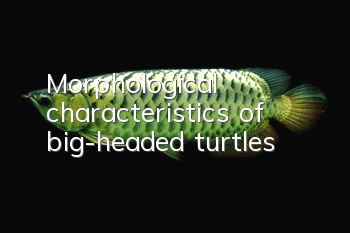 Morphological characteristics of big-headed turtles