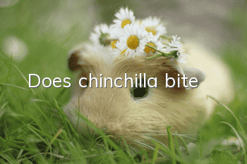 Does chinchilla bite?
