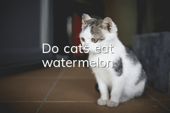 Do cats eat watermelon?