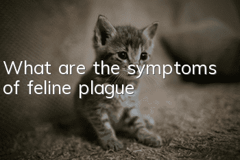 What are the symptoms of feline plague?