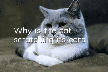 Why is the cat scratching its ears?