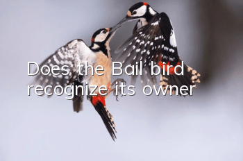 Does the Bail bird recognize its owner?