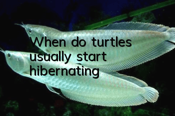 When do turtles usually start hibernating?