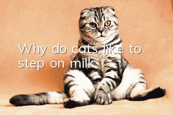 Why do cats like to step on milk?