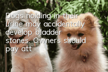 Dogs holding in their urine may accidentally develop bladder stones. Owners should pay attention!