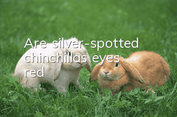 Are silver-spotted chinchillas’ eyes red?