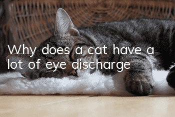 Why does a cat have a lot of eye discharge?