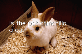 Is the pet chinchilla a cat?