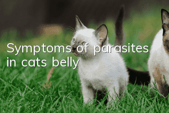 Symptoms of parasites in cat’s belly