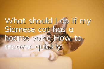 What should I do if my Siamese cat has a hoarse voice? How to recover quickly?