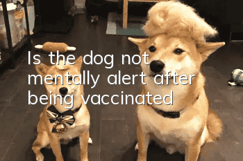Is the dog not mentally alert after being vaccinated?