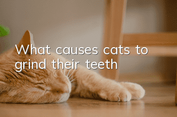 What causes cats to grind their teeth?