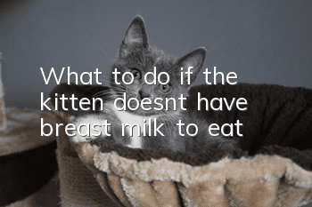 What to do if the kitten doesn’t have breast milk to eat