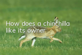 How does a chinchilla like its owner?