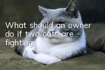 What should an owner do if two cats are fighting?