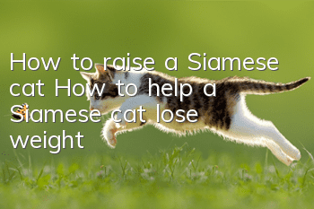 How to raise a Siamese cat? How to help a Siamese cat lose weight